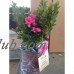 Encore Azalea Autumn Carnation, Pink Re-Blooming Rhododendron   554863842